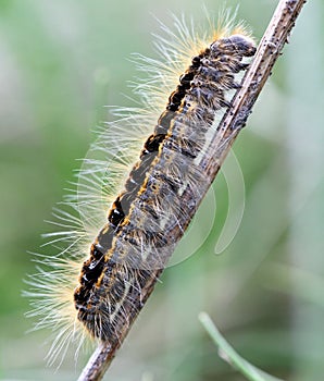 Hairy caterpillar