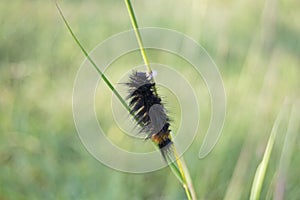 Hairy Caterpillar