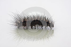 Hairy caterpillar