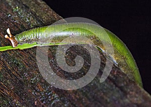 Hairy caterpillar of borneo, Gunung Mulu, januar 2019
