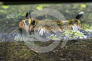 Hairy caterpillar of borneo, Gunung Mulu, januar 2019
