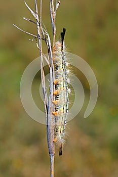 Hairy caterpillar on a branch