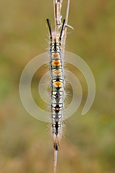 Hairy caterpillar on a branch