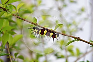 Hairy caterpillar on branch
