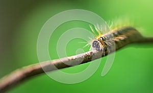 Hairy caterpillar on a branch