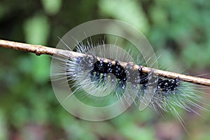 Hairy caterpillar on the branch