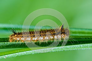 Hairy caterpillar of butterfly