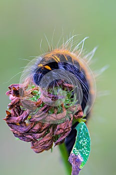 Hairy caterpillar of butterfly lasiocampidae on flower photo