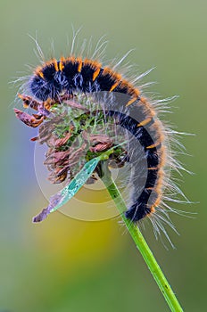 Hairy caterpillar of butterfly lasiocampidae on a flower photo