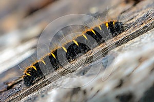 Hairy caterpillar of butterfly macrothylacia rubi creeping on th