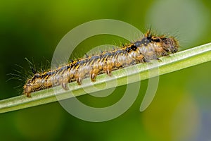 Hairy caterpillar of butterfly silkworm