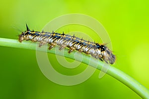 Hairy caterpillar of butterfly silkworm