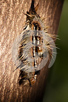 Hairy Caterpillar of the Cape Lappet Moth 13149