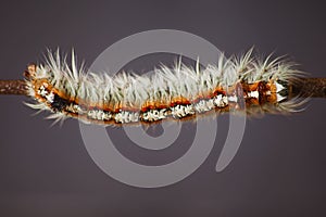 Hairy Caterpillar of the Cape Lappet Moth 13132 photo