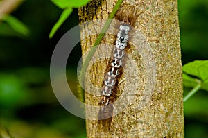 Hairy Caterpillar Climbing