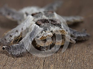 Hairy caterpillar creeping on wood