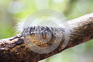 Hairy caterpillar dew covered and crawl on bark