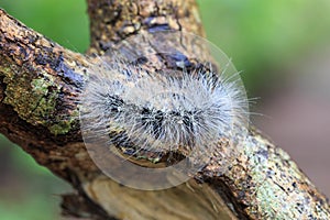Hairy caterpillar dew covered and crawl on bark