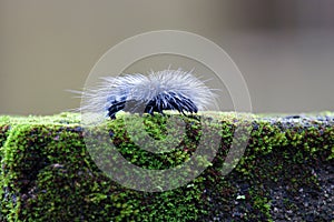 Hairy caterpillar eating moss