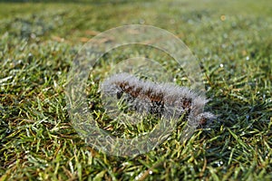 Hairy caterpillar full of dew drops