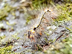 Hairy caterpillar