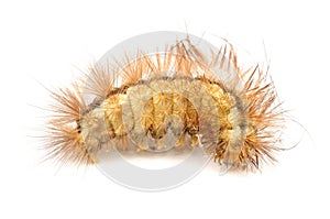 Hairy Caterpillar Isolated on White Background