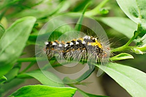 Hairy caterpillar on juicy fresh green leaves. Furry caterpillar against soft blurred background