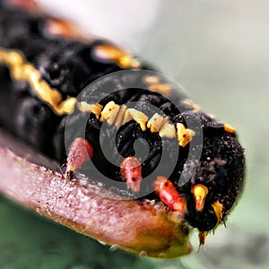 Hairy caterpillar on leaf. Munching yummy meal they need to metamorphosis cocoon phase. Macro photography.