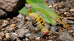 Hairy caterpillar on leaf. Munching yummy meal they need to metamorphosis cocoon phase. Macro photography.