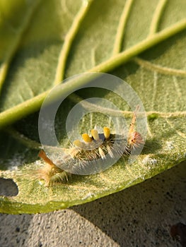 Hairy caterpillar on leaf. Munching yummy meal they need to metamorphosis cocoon phase. Macro photography.
