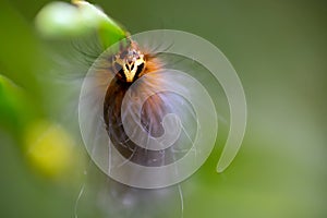 Hairy caterpillar macro portrait