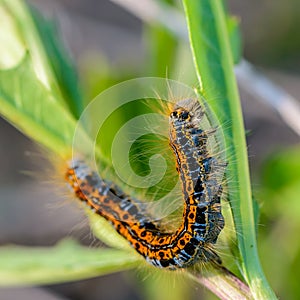 Hairy caterpillar of malacosoma castrense crawling a branch of grass