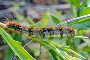 Hairy caterpillar of malacosoma castrense crawling a branch of grass