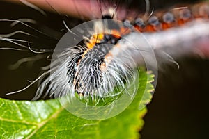 Hairy caterpillar on a plant close-up
