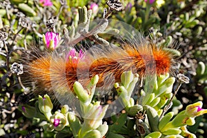 Hairy caterpillar on a plant, South Africa