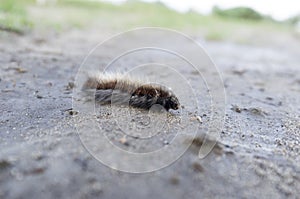 Hairy Caterpillar on the sand