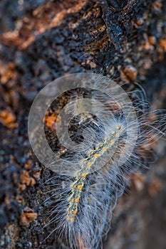 Hairy caterpillar on side of tree