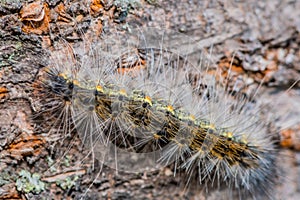 Hairy caterpillar on side of tree