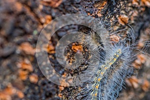 Hairy caterpillar on side of tree