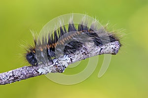 Hairy caterpillar sits on a tree branch in the early morning