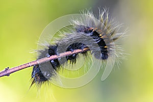 Hairy caterpillar sits on a tree branch in the early morning