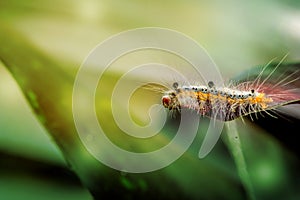 Hairy Caterpillar, Tussock Moth, Halysidota species,macro