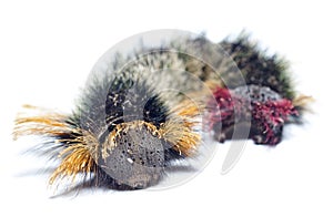 A hairy caterpillar on a white background