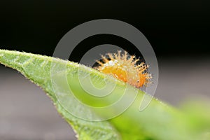 Hairy caterpillar yellow color on green leaves, eats leaves in the farm