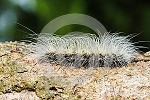 Hairy caterpillars