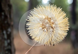 The Hairy Cats Ear or Flatweed Seed Head