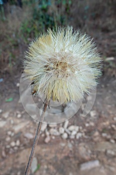 The Hairy Cats Ear or Flatweed Seed Head