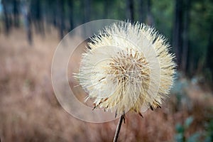 The Hairy Cats Ear or Flatweed Seed Head