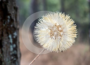 The Hairy Cats Ear or Flatweed Seed Head