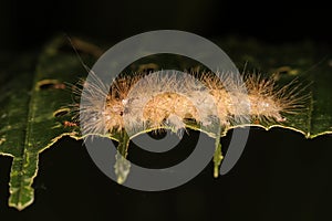 Hairy catterpillar from the rainforest jungle at night